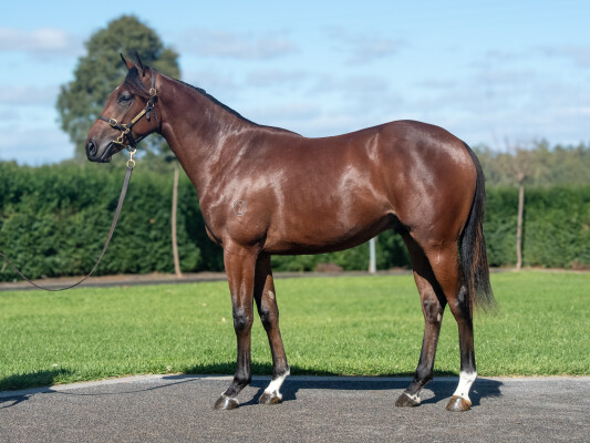 Lot 460: Frankel (GB) / Natural Colour (GB)