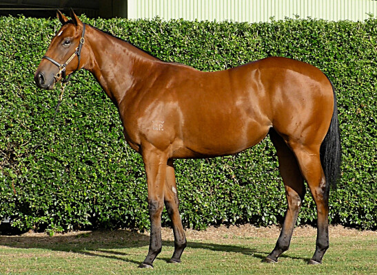 Lot 60: Capitalist / Saltoree