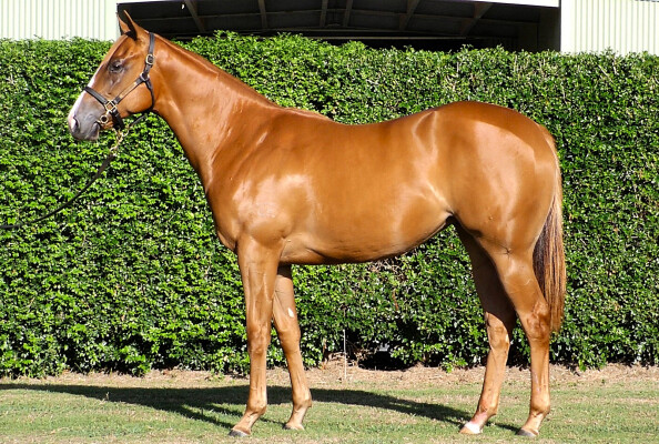 Lot 204: Snitzel / Air Spirit