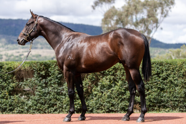 Lot 75: Zoustar / See Marie