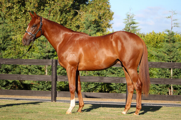 Lot 35: Super Seth / Queen Leonora (NZ)