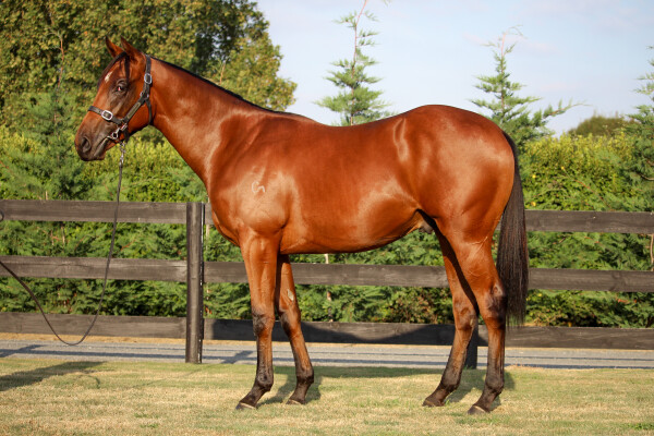 Lot 332: Sword of State / Goldilicious (NZ)