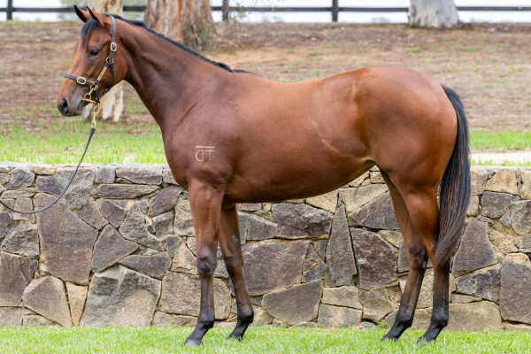 Lot 38: Dundeel (NZ) / Raison d'Etre