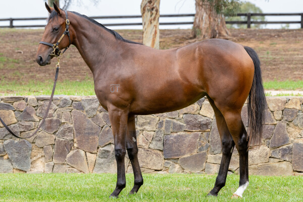 Lot 215: Farnan / Amuri