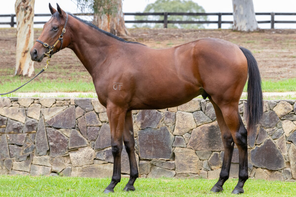 Lot 246: Capitalist / Cavaco