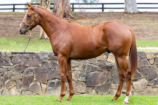 Lot 380: Castelvecchio / Lady Messene
