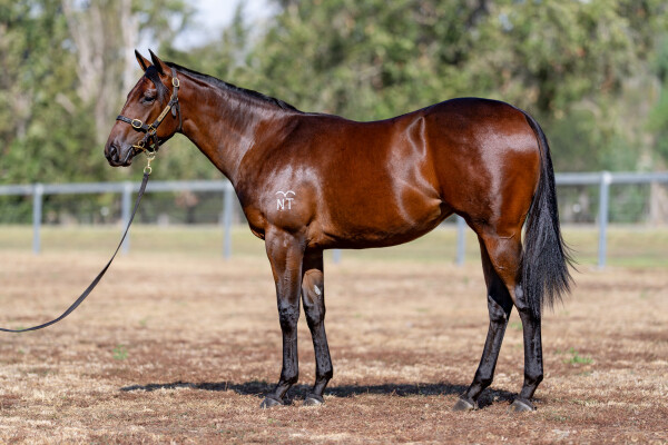 Lot 257: Anamoe / Confidential Queen
