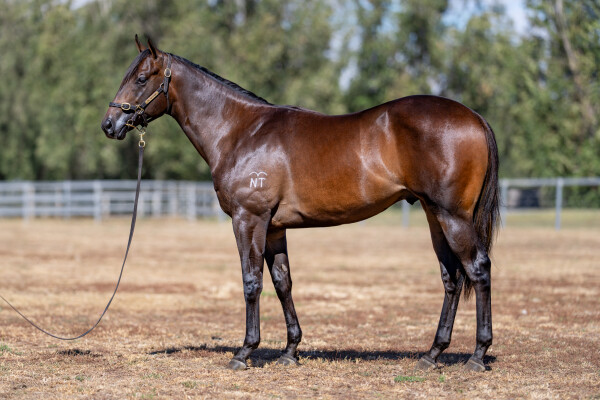 Lot 415: Anamoe / Mandalong Snitjess