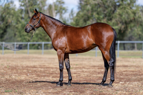 Lot 452: Rebel Dane / Mull Over