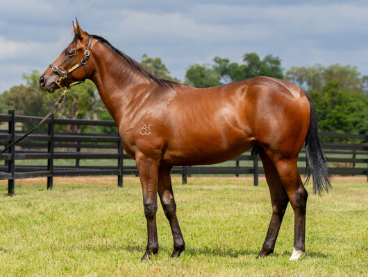 Lot 91: Toronado (IRE) / Showoroses (NZ)