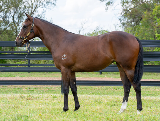 Lot 419: Toronado (IRE) / Marishka