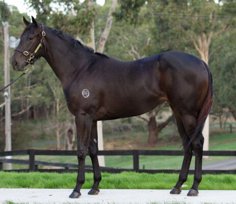 Lot 286: Savabeel / Embedded