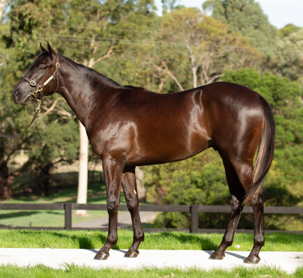 Lot 346: Shamus Award / Ideal Image