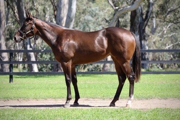Lot 67: Pierata / Sboog