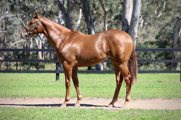 Lot 180: Street Boss (USA) / Warm Smile (GB)