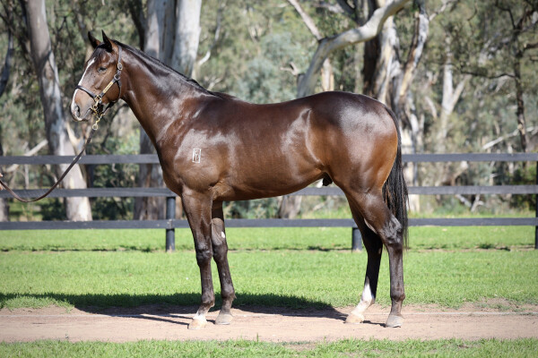 Lot 250: Per Incanto (USA) / Chanel's Choice