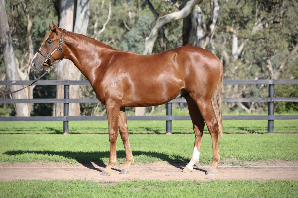 Lot 329: Stay Inside / Global Dream