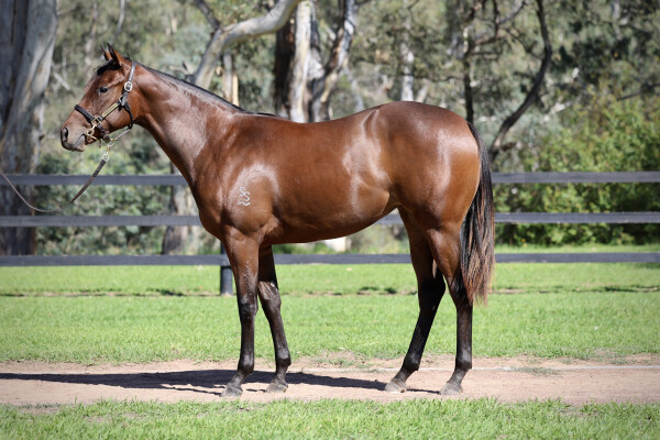 Lot 337: So You Think (NZ) / Hannah in a Hurry