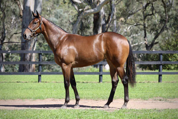 Lot 364: Toronado (IRE) / Jillette