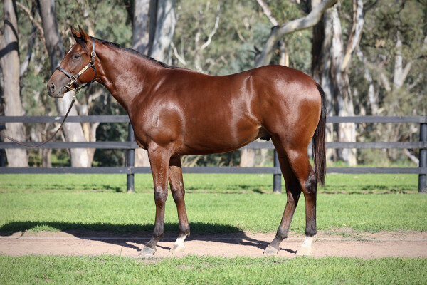 Lot 368: Toronado (IRE) / Katresha