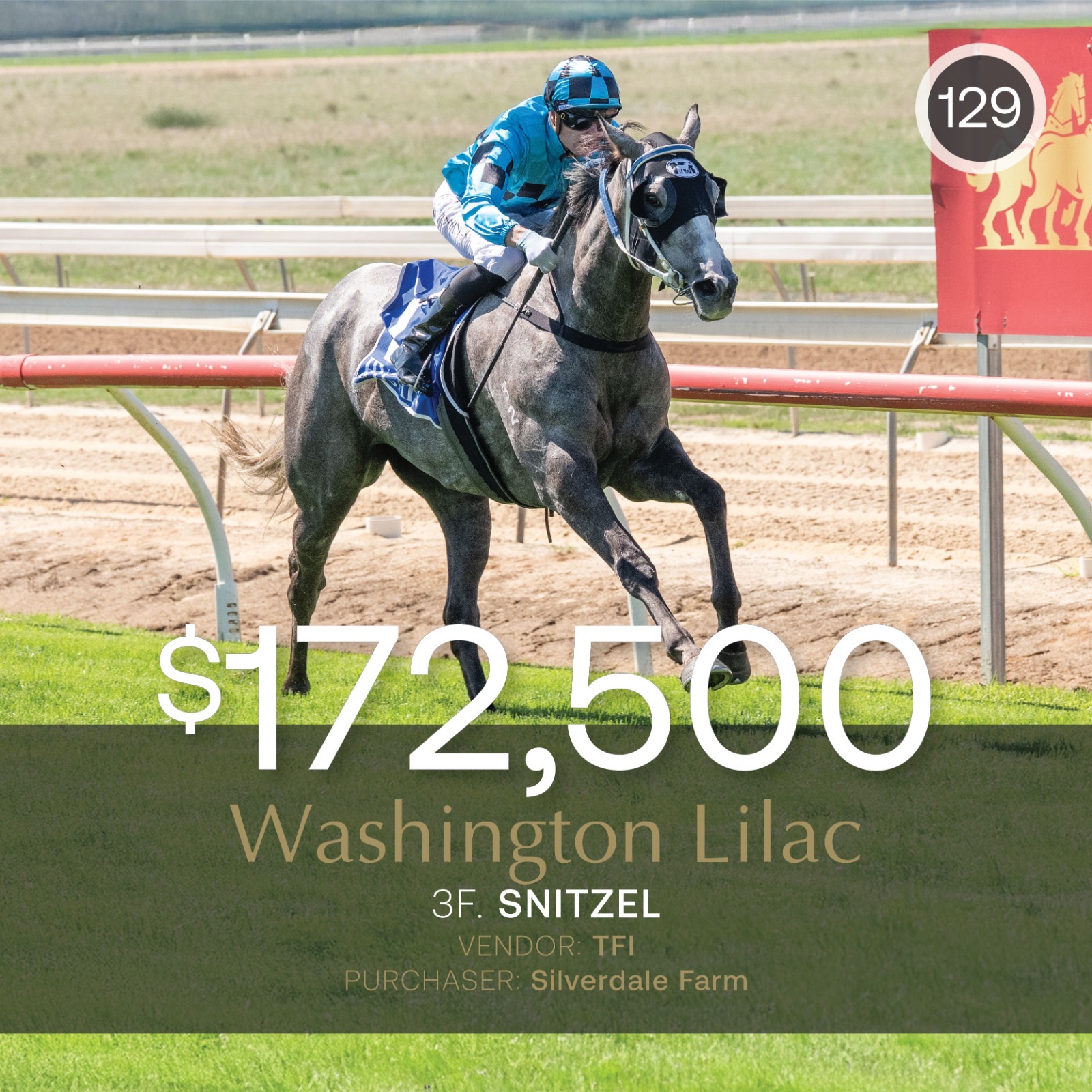 Snitzel filly tops March (Late) Sale 