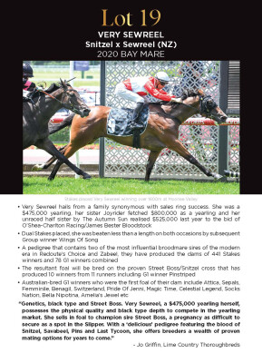 Lot 19: Snitzel / Sewreel (NZ)