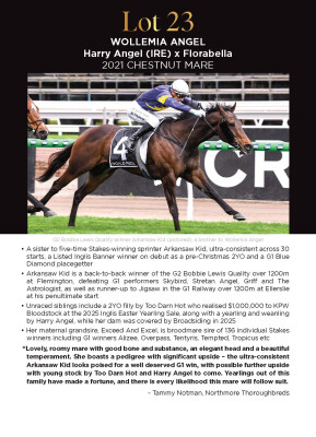 Lot 23: Harry Angel (IRE) / Florabella