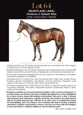 Lot 64: Violence (USA) / Gallant Miss (USA)