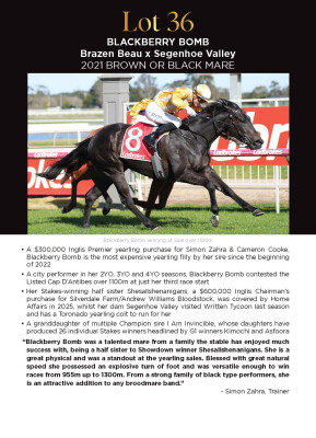 Lot 36: Brazen Beau / Segenhoe Valley