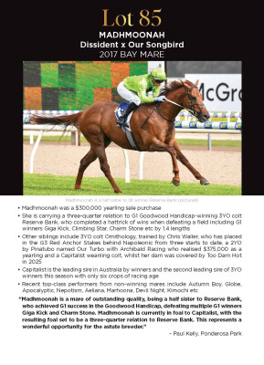 Lot 85: Dissident / Our Songbird