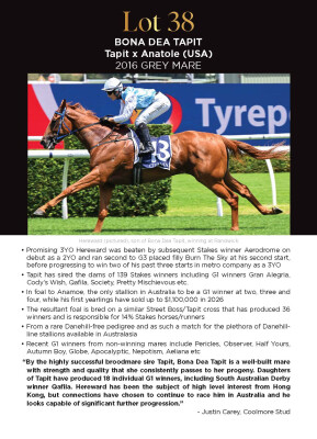 Lot 38: Tapit (USA) / Anatole (USA)