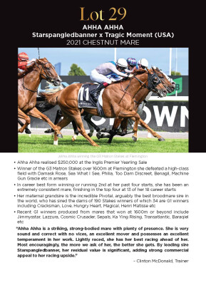 Lot 29: Starspangledbanner / Tragic Moment (USA)