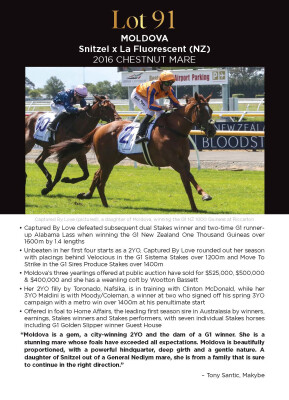 Lot 91: Snitzel / La Fluorescent (NZ)