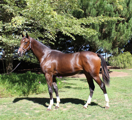 Lot 56: Castelvecchio / Wychette
