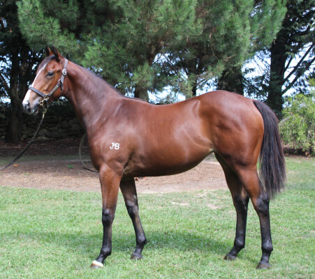 Lot 162: Unite and Conquer / Lily Bear