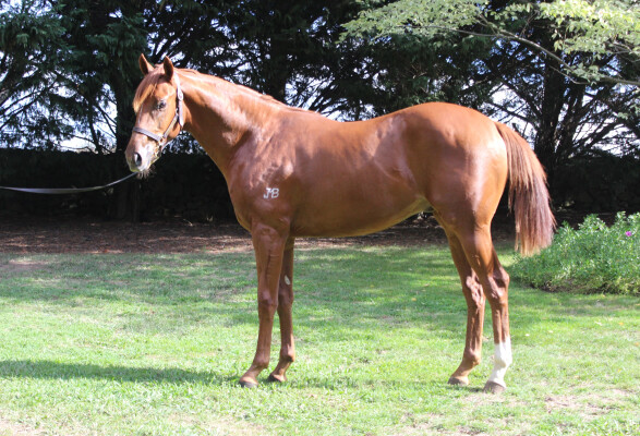 Lot 201: Dubious / Princess Youmzain (GB)