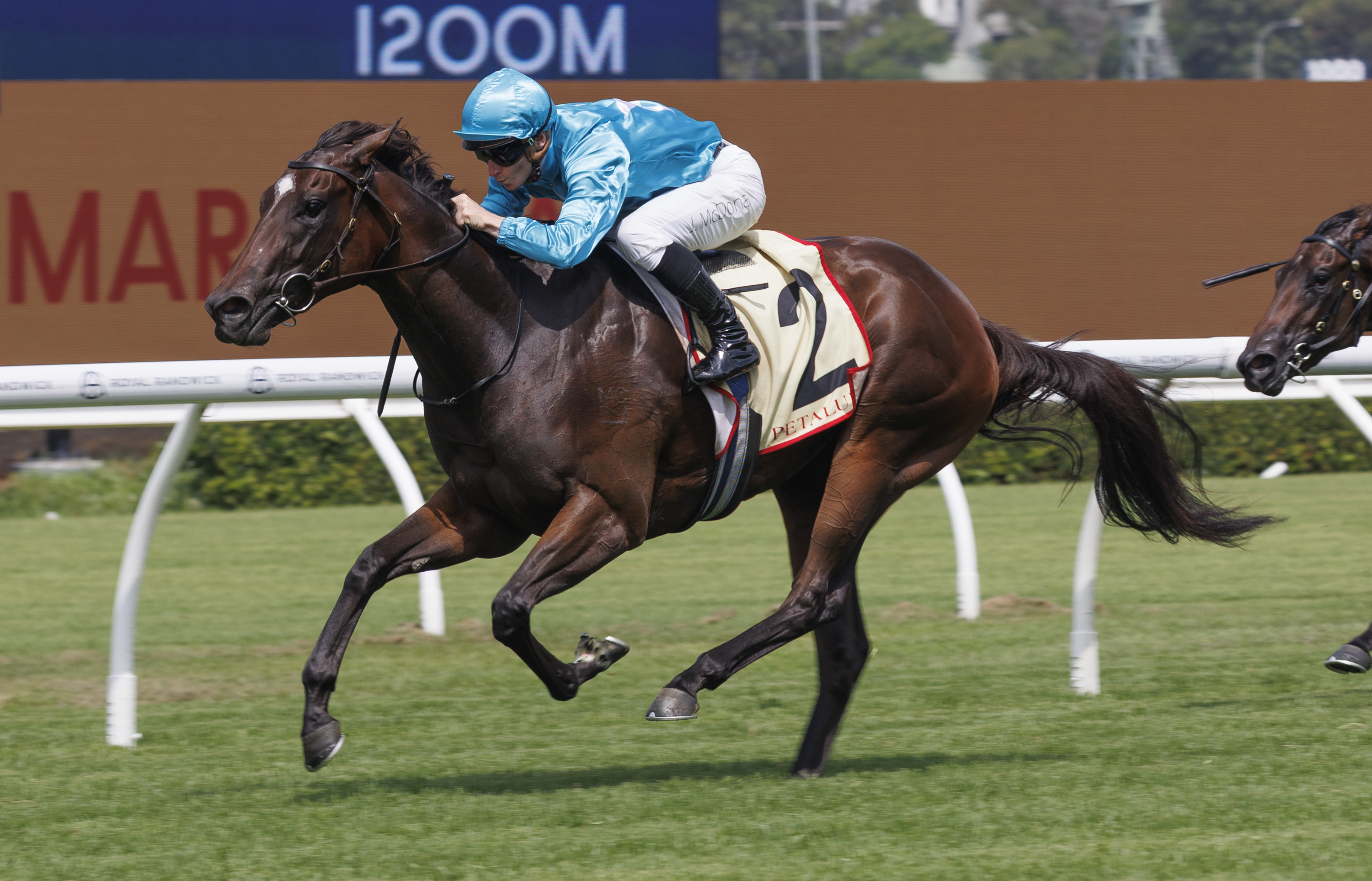 Chayan, Philia added to Chairman's Sale catalogue