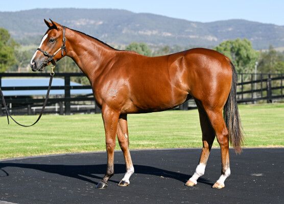 Lot 10: Bivouac / Shrill (GB)