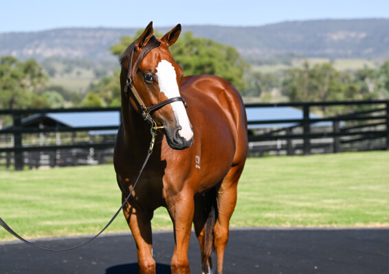 Lot 10: Bivouac / Shrill (GB)