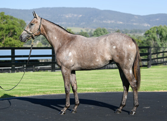 Lot 164: All Too Hard / Little Nikkas