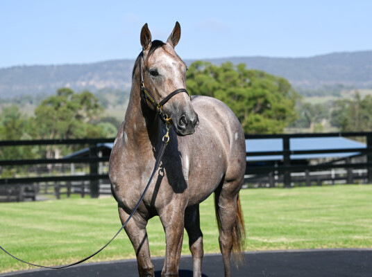 Lot 164: All Too Hard / Little Nikkas