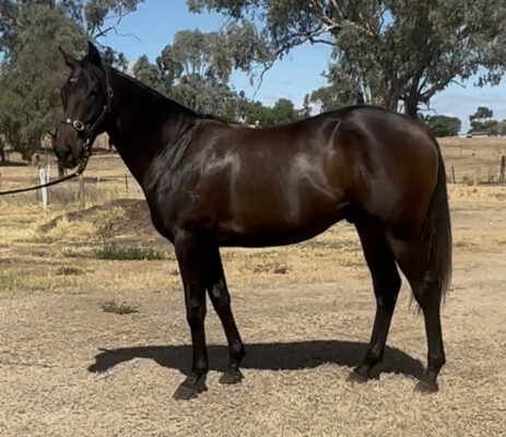 Lot 49: Artorius / Whispering Angel