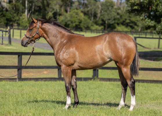 Lot 41: St Mark's Basilica (FR) / Upscale (NZ)