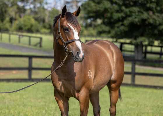 Lot 41: St Mark's Basilica (FR) / Upscale (NZ)