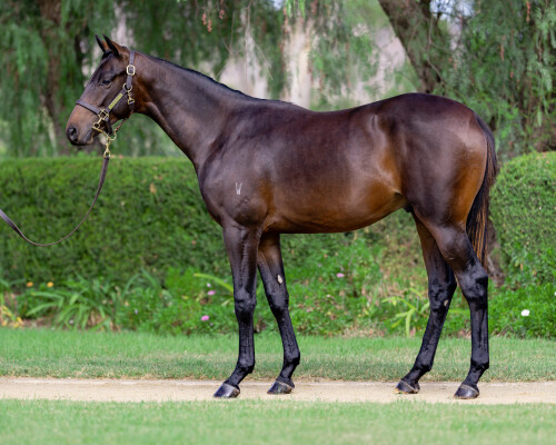 Lot 2: Exceedance / Sagamiyna (FR)