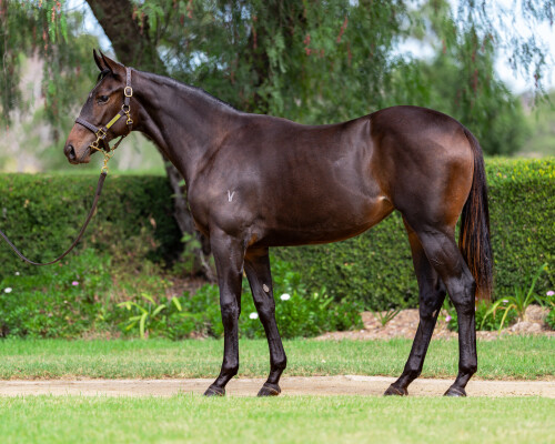 Lot 27: So You Think (NZ) / Stellar Moment