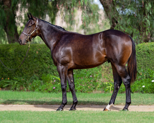 Lot 76: Exceedance / Beechal