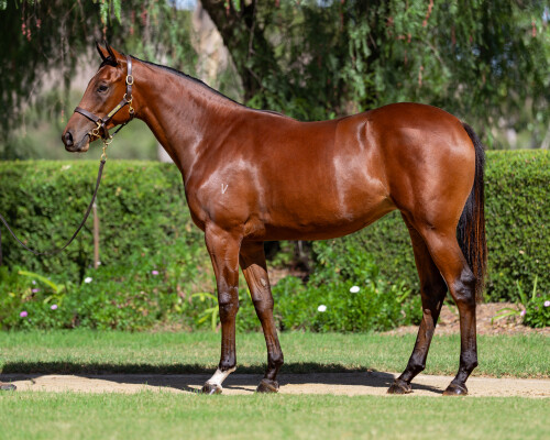 Lot 84: Exceedance / Bourgogne