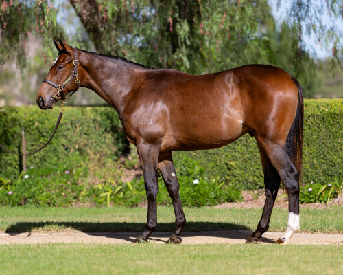 Lot 85: So You Think (NZ) / Bring the Ransom