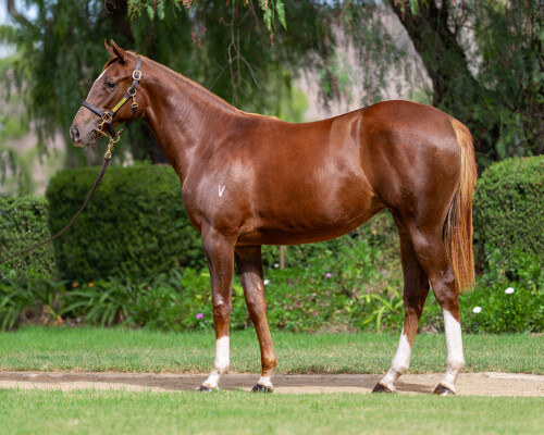 Lot 93: Maurice (JPN) / Champagne Ready